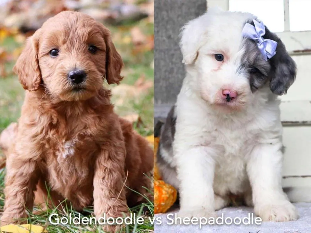 Golden Sheepadoodle | The Ultimate Guide to This Designer Mix