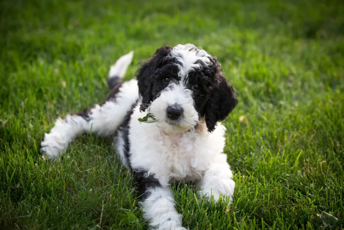 F2 Sheepadoodle Breeding | Traits, Health & Considerations