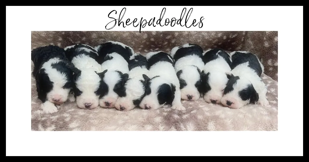 Sheepadoodle Cost 2025 | Full Price Guide & Ownership Tips