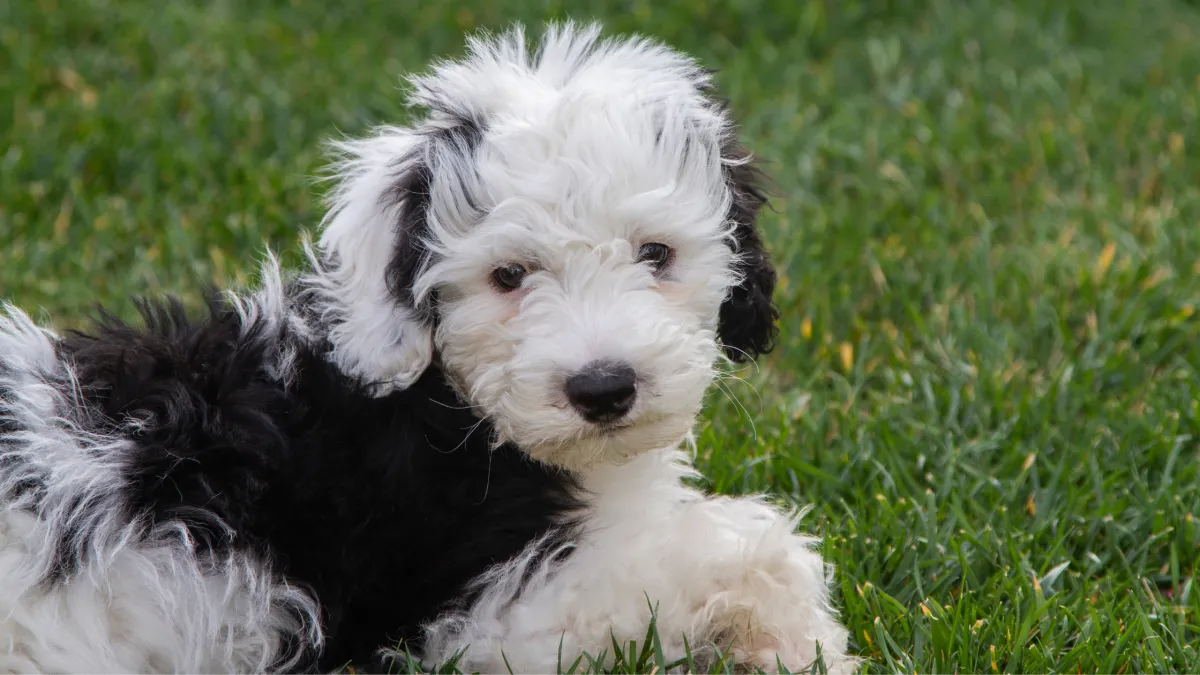 Sheepadoodle Grooming Guide | Essential Needs & Tips