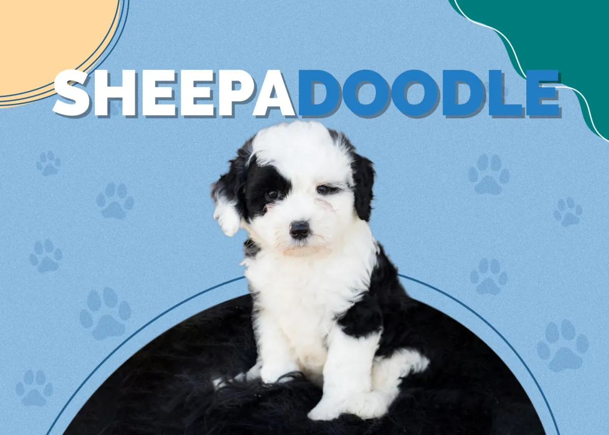 Sheepadoodle Lifespan Female Guide How Long Female Sheepadoodles Live