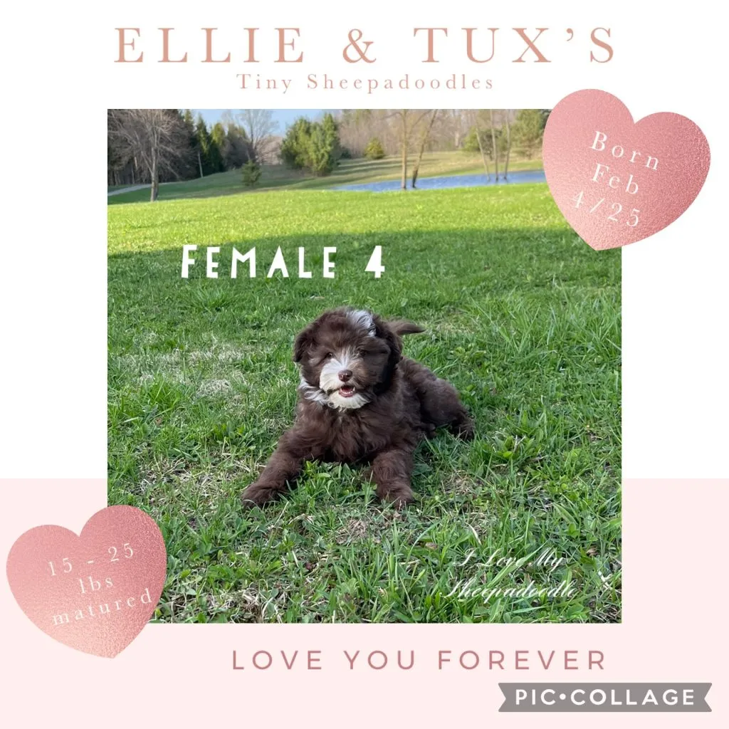 Ultimate Sheepadoodle Puppy Care Guide | Essential Tips for New Owners