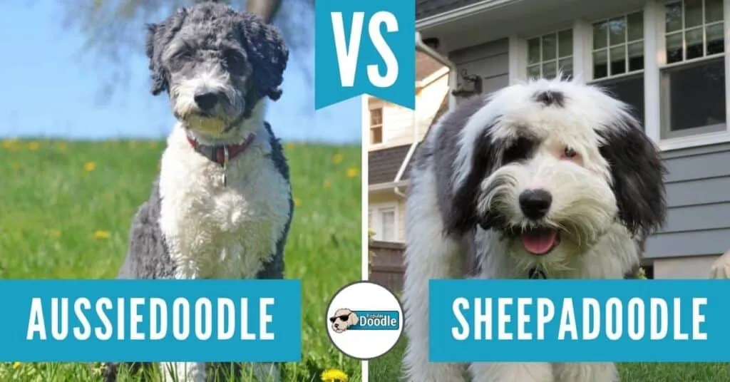 Sheepadoodle vs Aussiedoodle Health Comparison Common Issues Lifespan and Care Tips