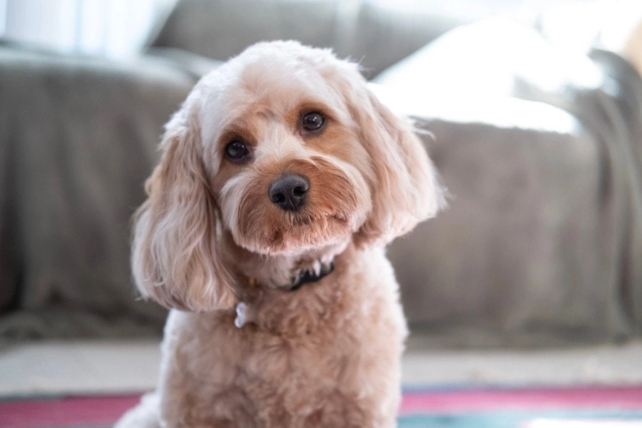 Sheepadoodle vs Cavapoo Breed Comparison Size Temperament Grooming and Care Guide