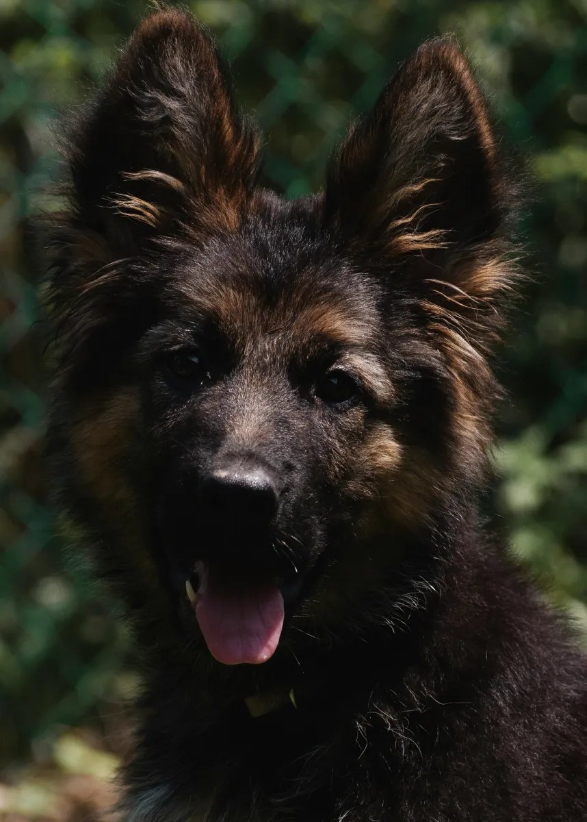 Sheepadoodle vs German Shepherd Detailed Comparison of Traits Temperament and Care