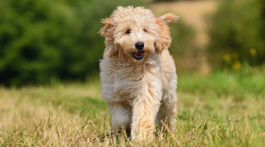 Goldendoodle vs Sheepadoodle | Key Breed Differences Compared