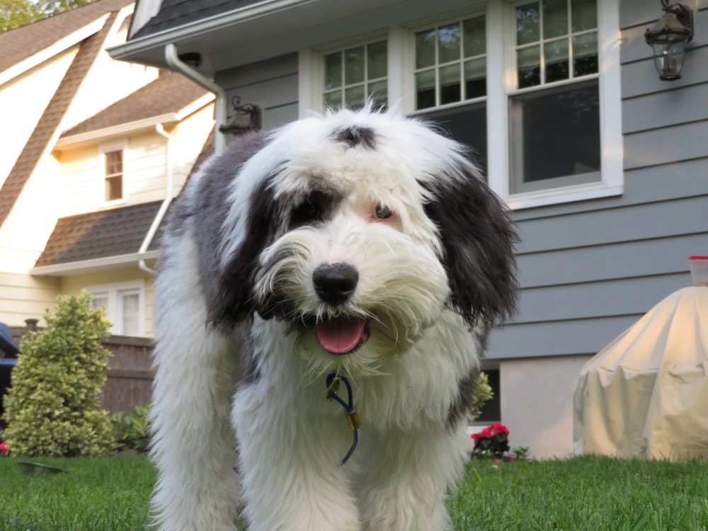 Sheepadoodle vs Labrador Comparing Temperament Grooming Exercise and Family Fit