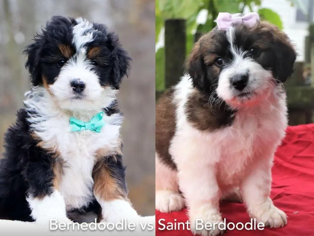 Sheepadoodle vs Saint Berdoodle Compare Size Temperament Grooming and Health Guide